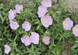 Pin On Pink Primroses