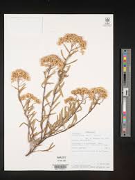 Image result for Pluchea bequaertii