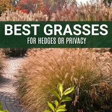 24 gorgeous ornamental grasses to brighten your garden. Emerald Green Arborvitae Greatgardenplants Com