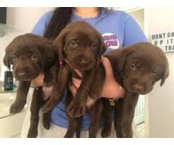 Here is a general price range for silver lab puppies for sale in the silver labrador retriever is a color variation from the traditional chocolate labrador retriever.while their coats are called silver, they are actually. Labrador Retriever Puppy For Sale By Ownerflorida Puppies For Sale Near Me