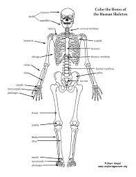 Surfnetkids » coloring » science » anatomy » human skeleton. Skeleton Labeled Coloring Page