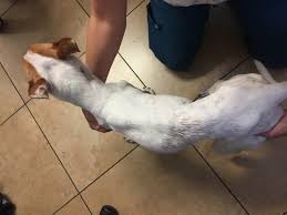 Affected dogs tend to suffer from diminished appetite, which results in weight loss and lethargy from lower blood sugar levels. Phoenix Veterinary Internal Medicine Services Veterinarian In Phoenix Az Us Interesting Cases