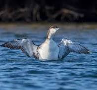 Black-throated Diver, Gavia arctica