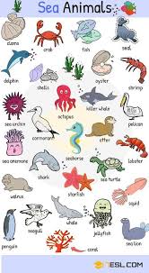 Sea Animals Water Ocean Sea Animal Names With Images 7 E S L Learn English Vocabulary Learning English For Kids Animals Name In English