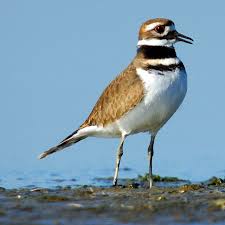 Birds That Lay Eggs On The Ground Uk Kildeer They Lay Their Eggs On The Ground Usually Are Around The Water Named Because They Say Kildeer Sea Birds Beautiful Birds Bird Pictures