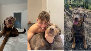 Fundraiser by Benjamin Eccles : Help Bronson the adventurous silver lab