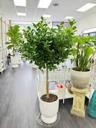 Image result for ficus elastica flower