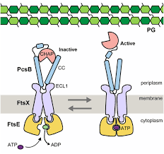 Ring smart home security systems eero wifi stream 4k video in every room: Structural Characterization Of The Essential Cell Division Protein Ftse And Its Interaction With Ftsx In Streptococcus Pneumoniae Mbio