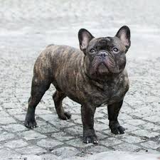 You should never buy a puppy based solely on price. 17 Things Only Frenchie Pup Parents Understand Brindle French Bulldog Bulldog Puppies French Bulldog Dog