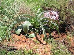 Image result for Crinum buphanoides