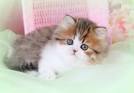 13 of the most LOVABLE miniature CATS in the world! - Cat ...