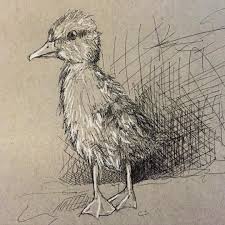 How to draw a realistic feather as part of drawing animals, or everyday things. Duckling Drawing Draw Illustration Illustrate Duck Duckling Bird Twitcher Fluffy Ducks Animal Crosshatching Bird Sketch Drawings Hatch Drawing