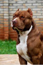 Pitbull Terrier Mix Black And Brown Brown Pitbull Pitbull Terrier Hunderassen Hunde