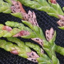 Image result for argyresthia thuiella thuja symptoms