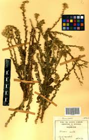 Image result for Pseudoconyza viscosa