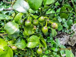 Image result for Dovyalis hispidula