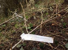 Pin On Amelanchier Serviceberry