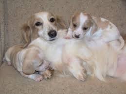 We are breeders of mini dachshunds we are located in. Creekside Doxies Dachshund Breeder Chillicothe Ohio
