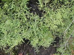 Image result for Gleichenia polypodioides