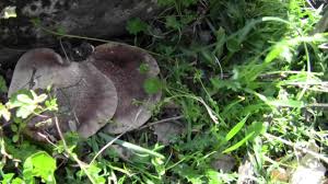 Visualizza altre idee su funghi, funghi selvatici, natura. Antunna Funghi Di Carne 1 Aprile 2012 2 Parte Mts Youtube