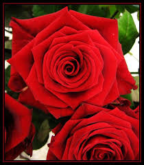 Romantic Roses Are Red Violets Are Blue I Love You Valentinstag Painting The Roses Red Roses Are Red Violets Are Blue Black And Red Roses