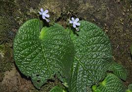 Image result for Streptocarpus glandulosissimus