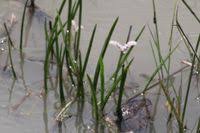 Image result for Aponogeton junceus