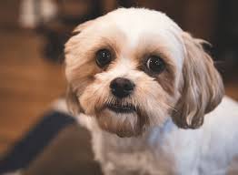 We did not find results for: Top 11 Most Adorable Shih Tzu Mixes Which One Is Right For You
