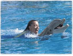 Swim With Dolphins Discovery Cove Discovery Cove Orlando Discovery Cove Florida