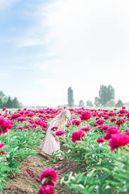 We offer a csa farm share to greater portland for vegetables, cheese and flowers. The Ultimate Round Up Of Flower Fields Around Portland Oregon