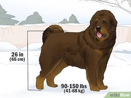 The tibetan mastiff is a medium to large size tibetan dog breed. 3 Ways To Identify A Tibetan Mastiff Wikihow Pet