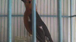 Check spelling or type a new query. Mengenali Perilaku Over Birahi Pada Burung Anis Merah Dan Penyebabnya Om Kicau