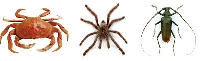 There are many different animals in the garden around people's homes. Arthropods And Exoskeletons What Makes An Insect Mylearning