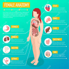 This diagram depicts female human anatomy organs diagram 2 with parts and labels. Free Vector Woman Anatomy Infographic Layout With Location And Definitions Of Internal Organs In Female Body Isometric