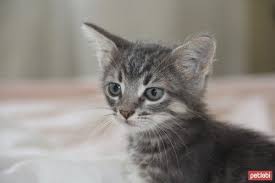 ucretsiz kedi sahiplenme ilanlari kedi kopek yavru kediler