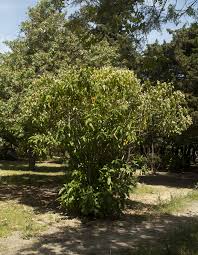 Image result for Justicia stachytarphetoides