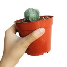 Taking care of astrophytum myriostigma 'bishop's cap cactus'. Bishop S Cap Cactus Astrophytum Myriostigma Succulents Box