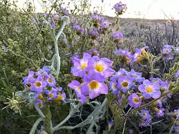 Image result for Chasmopodium purpurascens