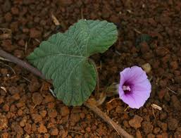 Image result for Ipomoea wightii