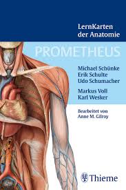 Die konkrete bewertung an unterschiedlichen thieme anatomie ist für viele unglaublich hart. Prometheus Lernkarten Der Anatomie Fachschaft Medizin Munster