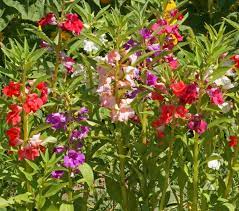 Maybe you would like to learn more about one of these? Balsam Tom Thumb Mix Impatiens Balsamina Applewood Seed Co
