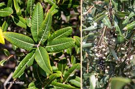 Image result for Ozoroa