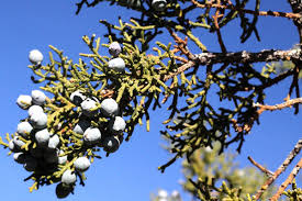 This disease is a result of cedar trees and crabapple trees being planted too close together. Juniper Pollen Count For Grand Junction Colorado