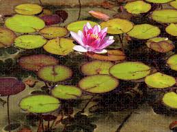 The inside is very plush with lots of places for rings, post earrings and a spot for other jewelry too! Pink Lotus Or Water Lily With Lily Pads Puzzle For Sale By Beauty Lies In The Eyes Of The Beholder