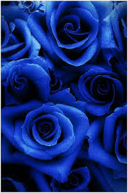 Blue Roses Wallpaper Flower Background Wallpaper Blue Roses