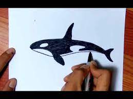 3d laut ikan hiu gurita karet pvc plastik mug untuk pantai buy. Wow Mirip Asli Cara Menggambar Ikan Paus Orca Paus Pembunuh Youtube