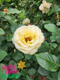 Rose 'Elina' 3ft Standard - Hello Hello Plants