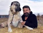 Turkish Dog Kangal Attacking Lion & Tiger !!!