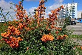 Image result for Pyrenacantha kirkii