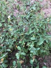 Image result for Barleria holubii